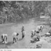 Washing day, Port Antonio.