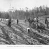 Planting sugar-cane on a Louisiana plantation.