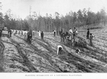 Planting sugar-cane on a Louisiana plantation.