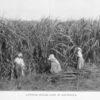 Cutting sugar cane in Louisiana.
