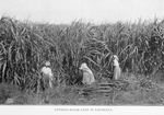 Cutting sugar cane in Louisiana.