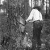 Gathering turpentine sap by the cup process.