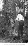 Gathering turpentine sap by the cup process.