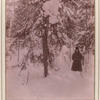 Liesnaia glush Zimoiu