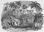 Village of Cayon surrounded by Palm trees.