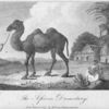 The African Dromedary.