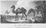 The African Dromedary.