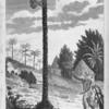 A Free Negro Causing his Slave to ascend a Palm tree, to procure him a Calabash of Palm Wine.