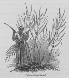 Jamaica; its past and present state