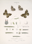 Debis. I. 1-4. Debis Potlandia; a. Egg mag-ed; b. Larva (young) mag-ed; c-f. 1st to 4th mlt, mag-ed; g. Larva 5th moult nat. size; i. Chrysalis.