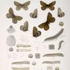 Chionobas. VI.  1-4. Chionobas Crambis; 5-8. Chionobas Brucei; a-a2. Egg, Brucei, magnified; b-e Larva young to 3rd moult; f-f5. Larva mature, magnified; g-g3. Chrysalis.
