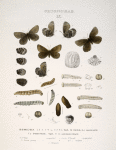 Chionobas. IX.  1-6. Chionobas Semidea; Var. Nigra: 8 (white mts), 7 (pike's peak); Var. 9, 10 (Hudson strait);  a-a2. Egg, magnified; b. Larva young magnified; c. Larva 1st moult; e.magnfied; d. Larva 4th moult mature magnified; e. Chrysalis.