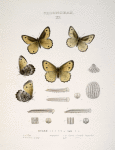 Chionobas. XII. 1-4. Chionobas Iduna; 5. Var.; a-a2 Egg; b-f. Larval stages;  6. Chionobas Californica, m. var.; g-g2. Egg, h-k. Larval stages; 7. Chionobas Gigas, f. var.