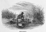Reed-Ferry