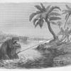 Harpooning Hippopotamus