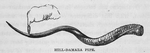Hill-Damara Pipe