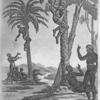 Negroes Swarming Trees.