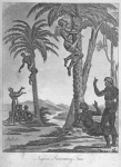 Negroes Swarming Trees.