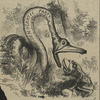 Horace Greeley  - Caricatures.