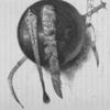 Shield with Lion's Mane and Tail, and Sword Ornamented with Silver Plates.