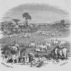 Stable with large horned cattle, being guarded by male with shield and spear with a male sitting next to him, and huts in the background