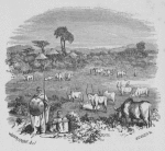 Stable with large horned cattle, being guarded by male with shield and spear with a male sitting next to him, and huts in the background