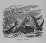 Jeremiah viii, 22