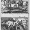 The Hottentots Method of Gelding their Bulls and Rams.  Their Method to bring a Refractory Cow to yield her milk.