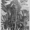 Traveller's-Tree (Urania Speciosa), showing the way of obtaining water from the receptacle at the end of the stalks of the leaves