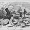 Shelling" Turtles.