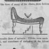 An ottoman or settee, a couch and a neck rest