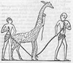 Drawing of two men holding a giraffe by ropes
