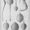 Ustensiles de menage des Bachapins