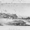 Vue du Nil. Crocodile.