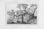 Arbre Daro.  Daro Baum.