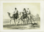 Ababdeh riding their Dromedaries