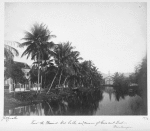 View [of] the mineral hot baths, and avenue of coconut trees. Martinique.