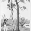 The skinning of the Aboma Snake, shot by Cap. Stedman