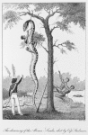 The skinning of the Aboma Snake, shot by Cap. Stedman