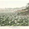 Lotus Lake in a Tokyo Park. "Gazing where the lilies blow".