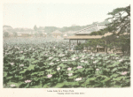 Lotus Lake in a Tokyo Park. "Gazing where the lilies blow".