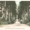 Avenue of Stately Cryptomerias with Buddhist Monk on His Itinerary.