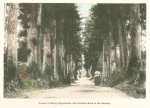 Avenue of Stately Cryptomerias with Buddhist Monk on His Itinerary.