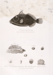 Nosorog polosatyi. Fig.1 a,b,c. Zhivotsvietka klubchataia ; Fig.2 a,b,c,d,e. Gorlozubka brazil'skaia