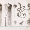 Fig. 1. Bis 6. Seeblasen ; Fig. 7 - XI. Warzen qualle