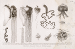 Fig. 1. Bis 6. Seeblasen ; Fig. 7 - XI. Warzen qualle