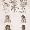 1. Psink priamyi ; 2.3.4. Poroda sarany s eia korniami ; 5. Muzhchina s aleutskago ostrova Acha ;6. On zhe s boku ; 7.8. Dve Kamchadal'skiia golovy