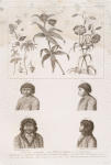 1. Psink priamyi ; 2.3.4. Poroda sarany s eia korniami ; 5. Muzhchina s aleutskago ostrova Acha ;6. On zhe s boku ; 7.8. Dve Kamchadal'skiia golovy