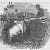 The way cattle are fed is supposed to aid in fattening the animal