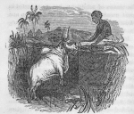 The way cattle are fed is supposed to aid in fattening the animal